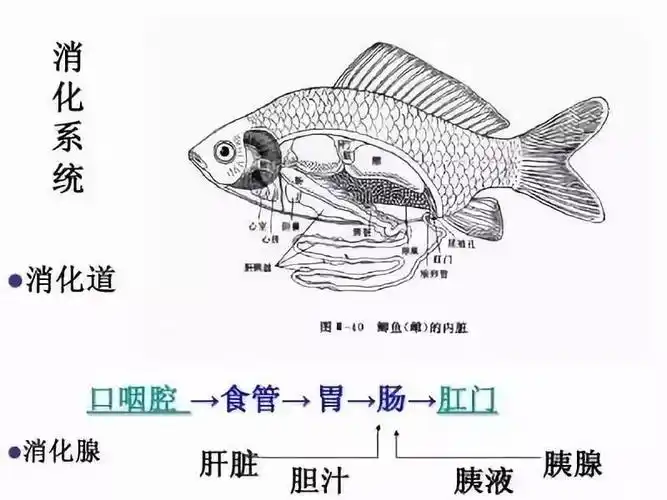 鱼类生理特性知多少?