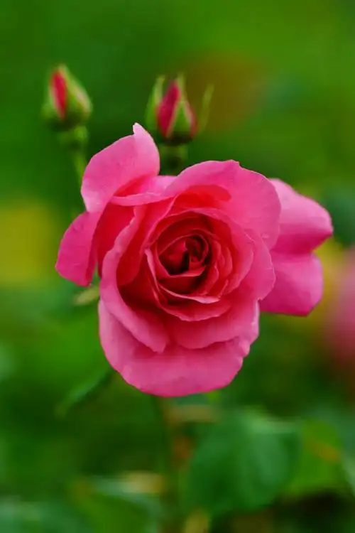 莲花池公园(月季花)(2020年5月8日)