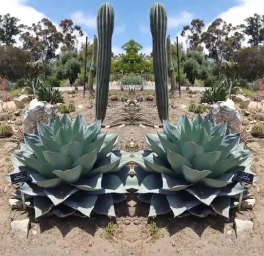 沙漠植物「造景手法」……建议收藏