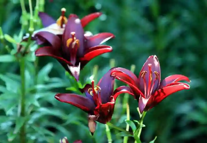 色友百合花展与慧因高丽寺