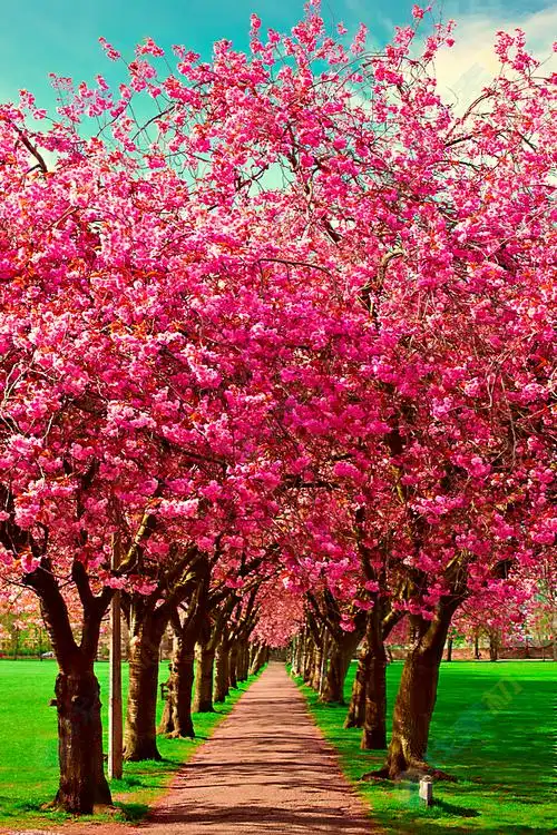 美丽粉色樱花小道景色高清图片下载