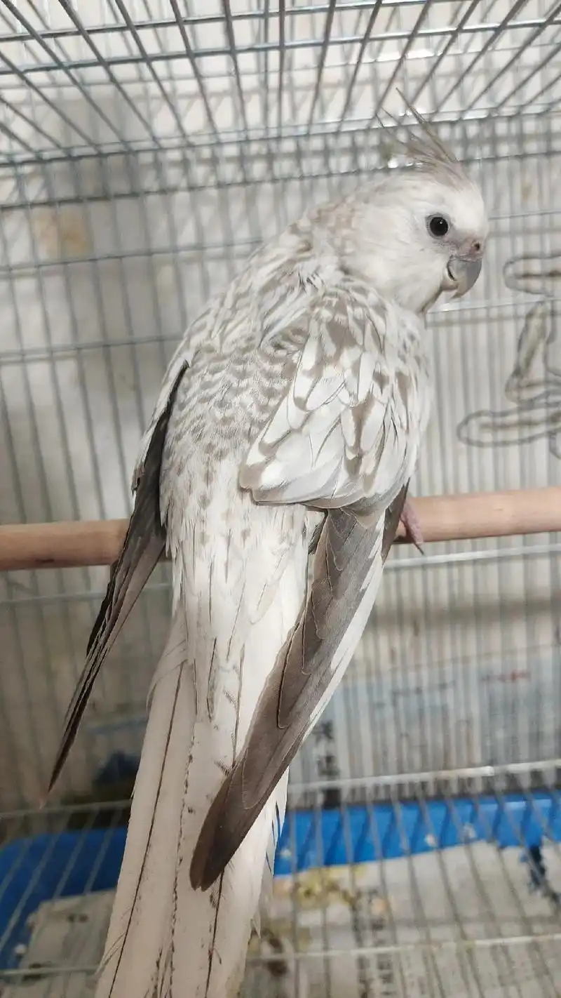 我的宠物 #家有萌宠 白脸珍珠!玄凤鹦鹉! - 抖音