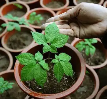 怎样盆栽西洋参