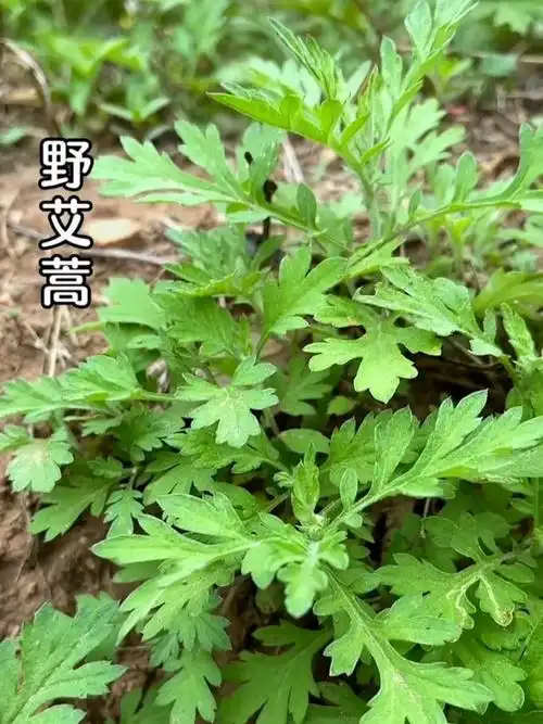 野艾蒿的疗效