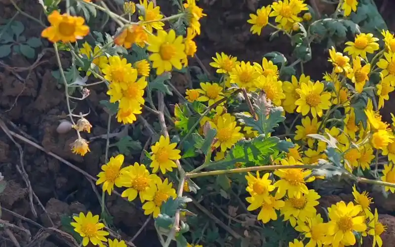 老家山上遍地开满野菊花,摘一些泡茶喝