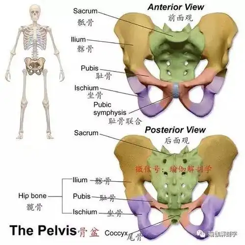 看到人体骨盆的结构,其实骨盆不是一块骨头,包括髂骨,骶骨,耻骨联合