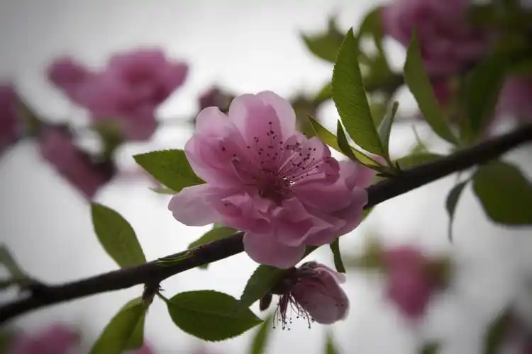 桃花---春天里最多情的花