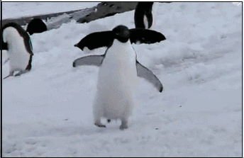 走路一摇一摆的企鹅有膝关节吗