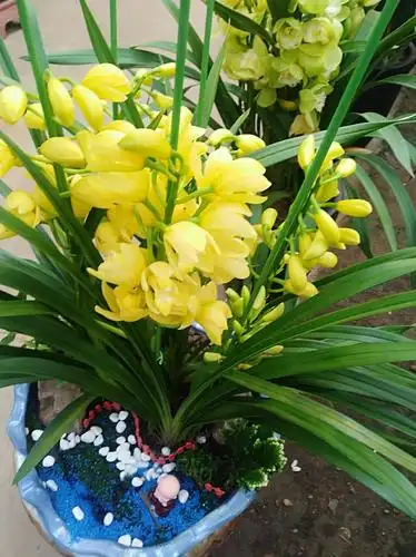 大花蕙兰,花开很艳 原创>