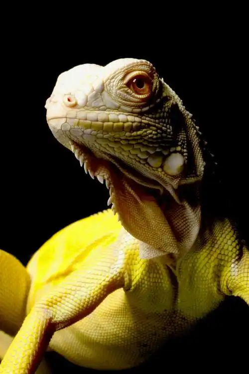 白化绿鬣蜥,白化绿鬣蜥 (鬣蜥鬣蜥) 孤立在黑色背景上