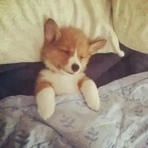 闸北欧阳靖头像