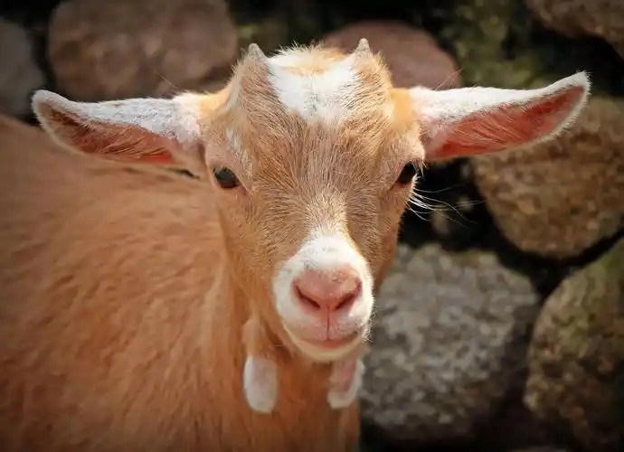 绵羊, 头, 棕色, 可爱, 家畜, 自然, 动物, 山羊, 年轻