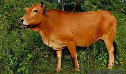 黄牛犊价格图片,黄牛犊价格图片大全,贺开明(个体经营)-马可波罗网