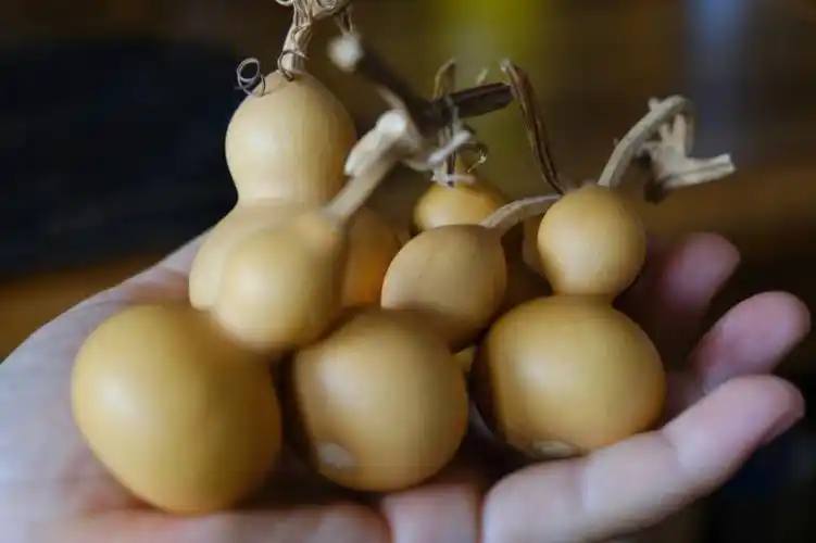 哈哈上周末买的小葫芦们来个合影,我可真是从小到大都稀罕葫芦啊