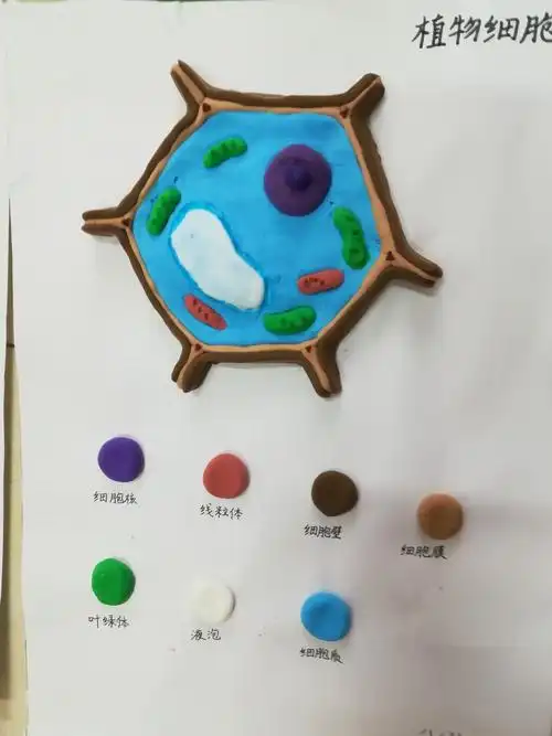 植物细胞模型