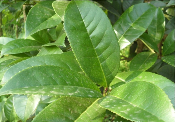 桂花树叶总是发黄怎么办?