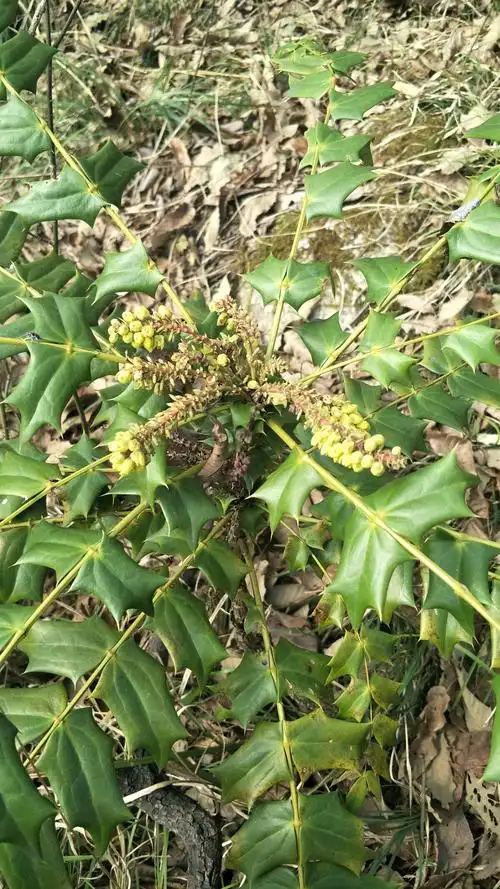 小黄连,反正也是草药.