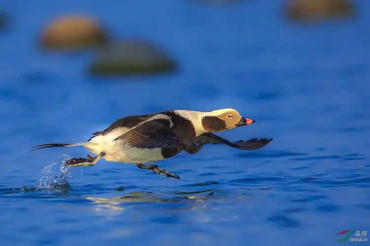 长尾鸭水上漫步贺获每日精华