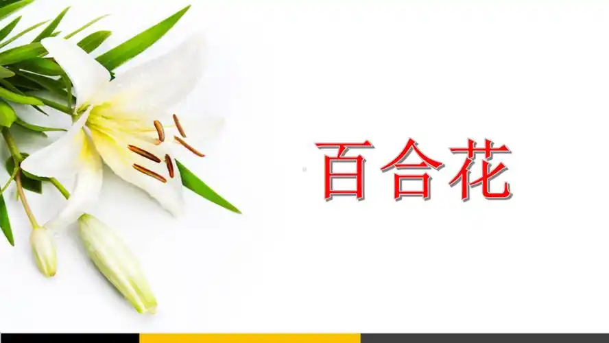 高中语文百合花公开课精品课件ppt
