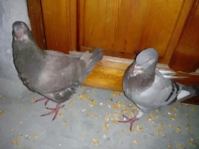 这两只鸽子是一对吗?那个是公 那个是母