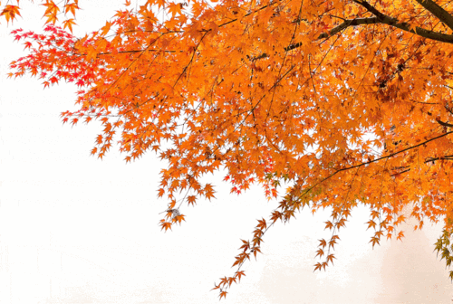 1080_725gif 动态图 动图