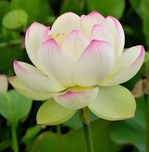 心要学习荷花的宁静!生活要像荷花那样美而安静