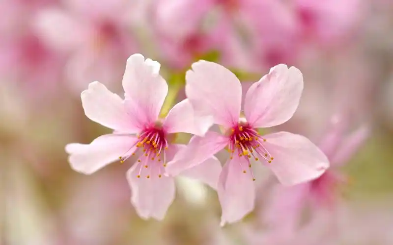 粉红色的花瓣特写,散景,春天 壁纸 - 1680x1050