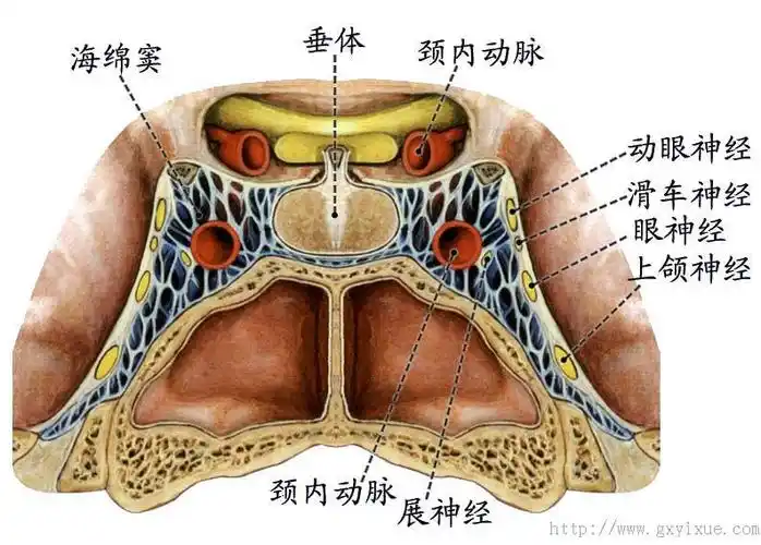 脑和脊髓的被膜 - 解剖生理学网络课程