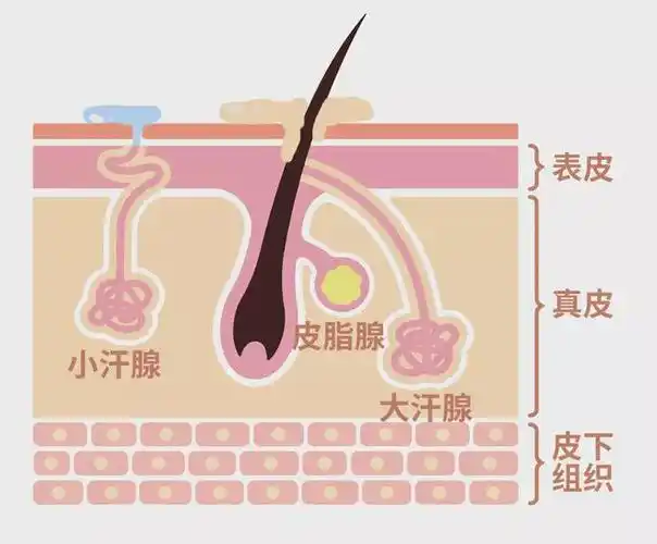 一看到"大汗腺",可能有的人就觉得眼熟:这不是导致狐臭的那个汗腺吗?
