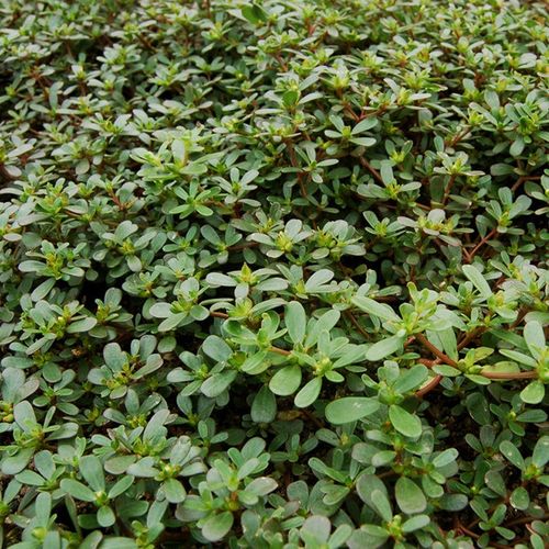 野生马齿苋种子野菜新鲜包邮蔬菜盆栽太阳花种子蚂蚱菜长寿菜荠菜