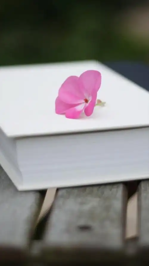 静物,书,意境,花卉,彩色