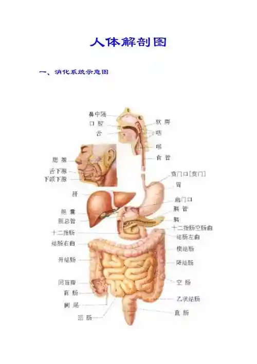 人体解剖及穴位图谱