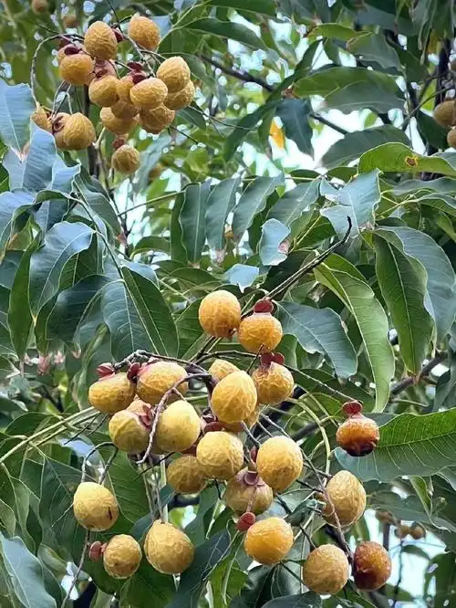 实在不认识这个果子!能吃吗?