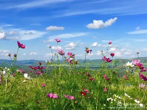 草原上盛开的格桑花