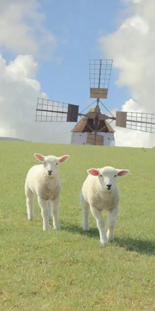 这个小羊壁纸太可爱了!