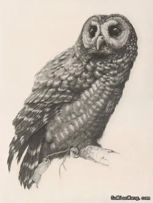 素描猫头鹰