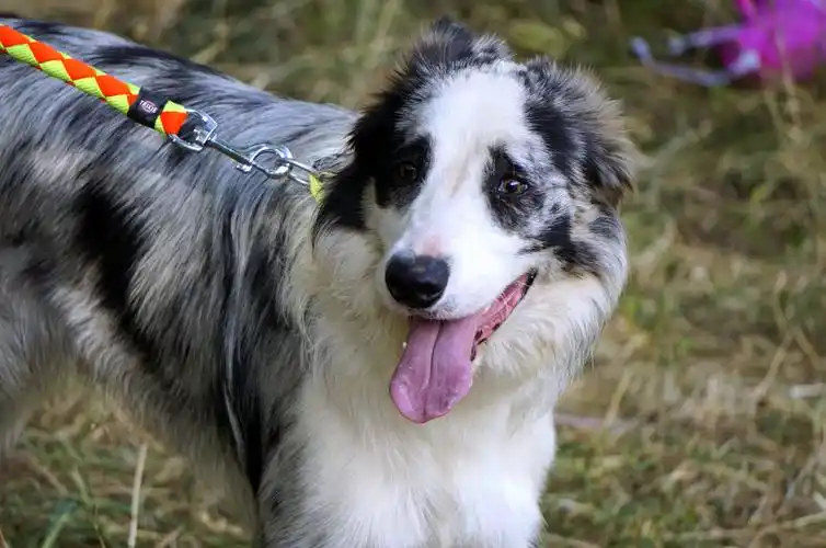 狗,牧师,外形狗,动物,宠物,听话的狗,朋友