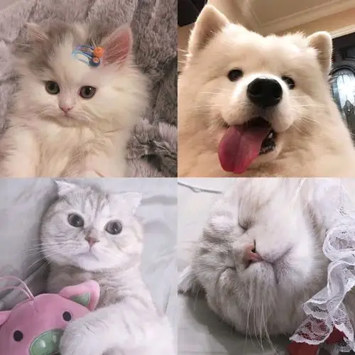 【头像】可爱萌宠动物头像