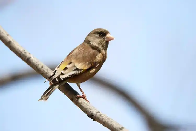 金光闪闪小黄鸟