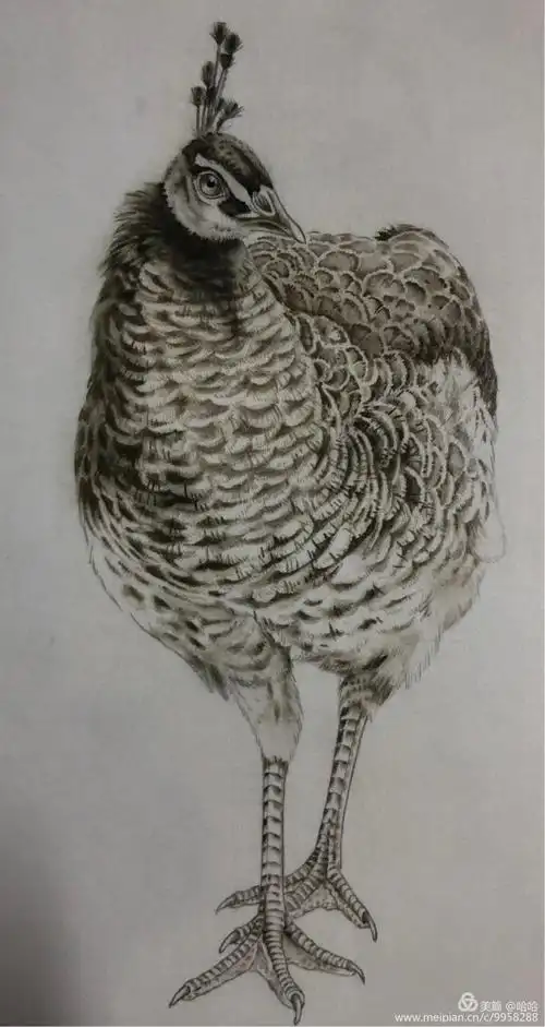 陈军老师孔雀3.7公开课