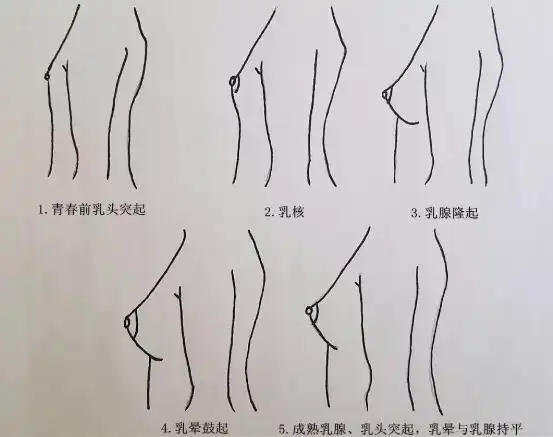 初三女生胸部发育时间