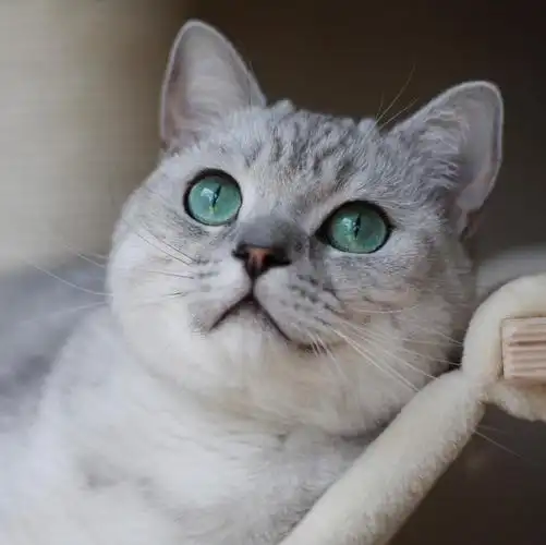 英国短毛猫萌图这么可爱的小猫咪值得你吸一口