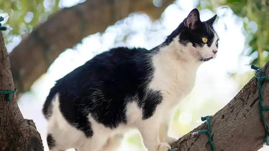 安装元气桌面,海量壁纸一键设置尺寸:3840x2160体积:1.