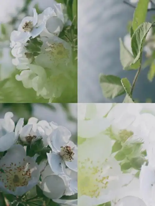 植物记录宿迁小白花