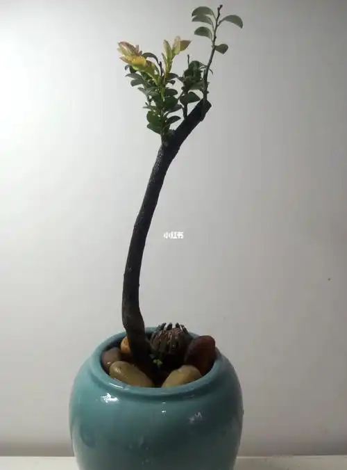 技法:文人,扦插.年份:2年#盆景  #掌中宝  #紫檀  #黑骨茶