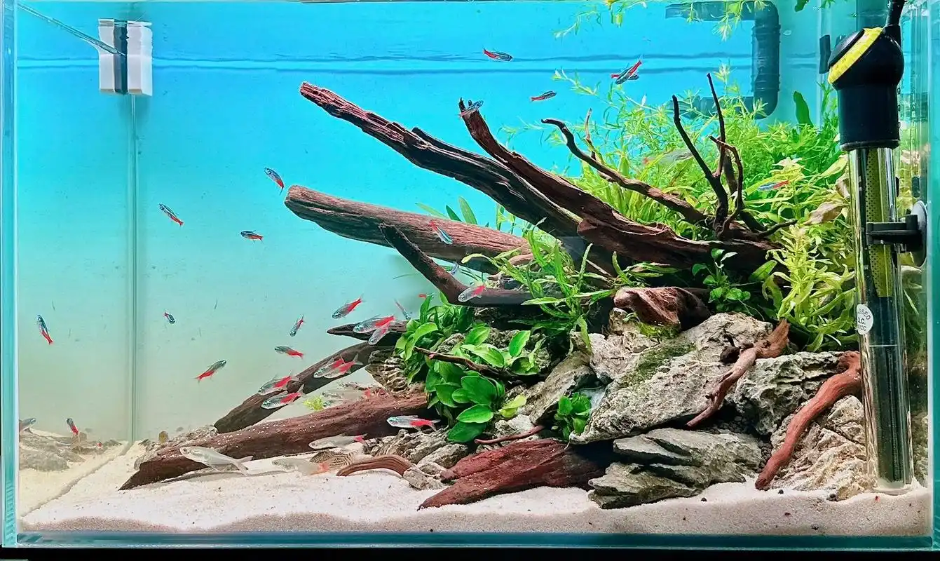 60草缸|岛屿沉木青龙石骨架造景.尝试了一下尼特利at5s, - 抖音