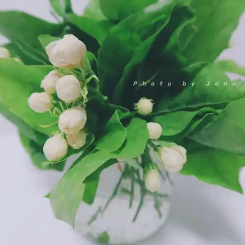 瓶插茉莉花99一把值了