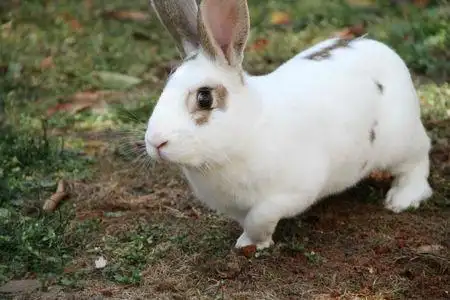 中国兔子品种大全:地方品种——云南花兔