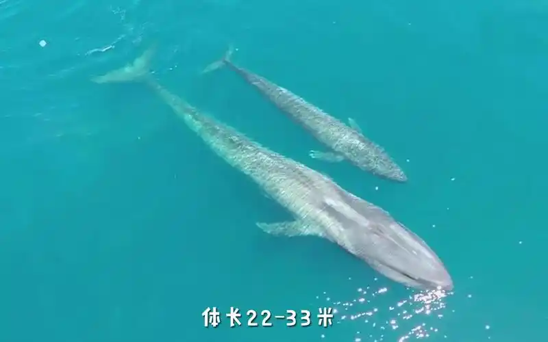 蓝鲸是地球最大的动物能一口吞下鱼群也能温温柔柔给小鲸喂奶