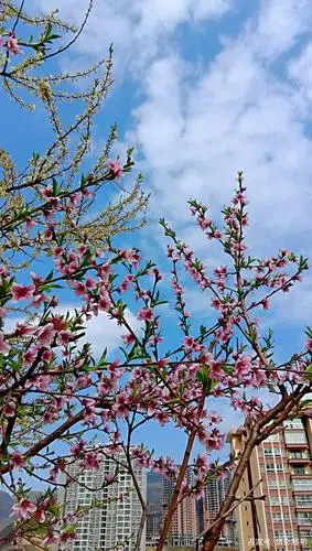 春天的风景,桃花朵朵开